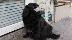Ankara'da sahibinden aldığı parayla alışveriş yapan köpek 'Zeytin'