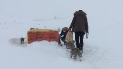 Bingöl'de yol kenarındaki yavru köpekler için kulübe yaptılar