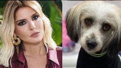 Gonca Vuslateri, Gülben Ergen'e köpek buldu