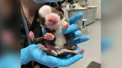 ABD'de 6 bacak ve 2 kuyrukla doğan köpek