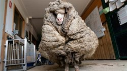 35 kg of wool recovered from a sheep shorn in Australia