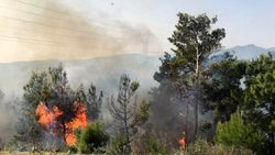 Manavgat'ta orman yangını