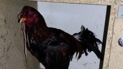 Manisa'da horoz dövüştüren 34 kişiye ceza