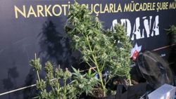 Adana’da evlerinde uyuşturucu yetiştiren baba ve oğlu yakalandı