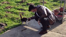 Düzce'de boynundaki lastikle ölmek üzere olan kedi kurtarıldı
