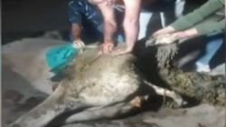 Hindistan’da hamile ineğin midesinden 71 kilo atık çıktı