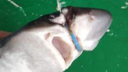Bartın'da köpek balığını plastik halkadan kurtardı