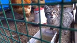 Trabzon'da yavru kedi, tavuk kümesinde yaşıyor
