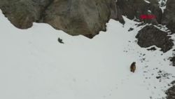 Tunceli'de kış uykusundan uyanan bozayılar