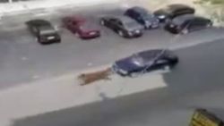 Lübnan'da sahipsiz at hızını alamadı, otomobile çarptı