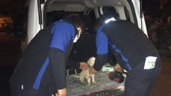 Bursa'da boynuna ip dolayıp ölüme terk ettiler