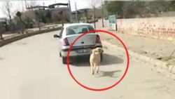 Aydın'da aracın arkasında köpeği iple koşturan kadına para cezası