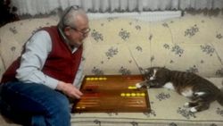 Artvin'de tavla düşkünü kedi