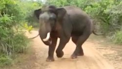 Sri Lanka'da fil, turistleri kovaladı
