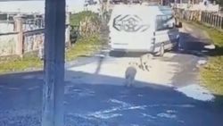 Samsun’da servis aracı ile sokak köpeğinin üzerinden geçti