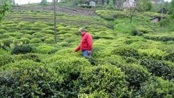 Karadeniz için çay göçü öncesi karantina önerisi