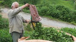 Karadeniz’e çay göçü için 10 gün izole şartı geliyor