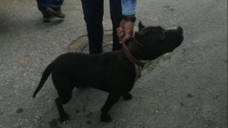 Manisa'da pitbull gezdirmek pahalıya patladı
