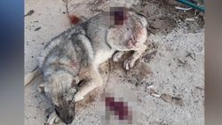 Denizli'de iki köpek bıçaklandı