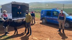 Hatay'da eşeğe şiddete para cezası
