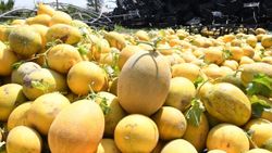 Mersin'de ilk kavun hasadı yapıldı