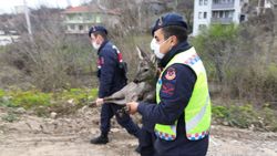 Kastamonu'da çaya düşen karacayı jandarma kurtardı