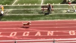 ABD'de tribünden atlayan köpek yarışmayı birinci bitirdi
