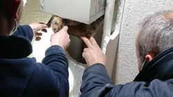 Kocaeli'de sıkışan yavruyu, kedi sesi açarak buldular
