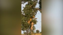 Yemek kavgası yapan aslan ve leopar ağaçtan düştü