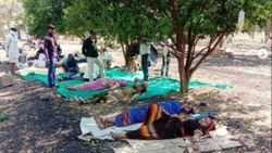 Hindistan'da koronavirüs hastaları portakal bahçelerinde tedavi oluyor