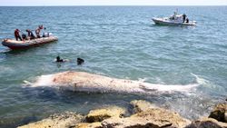 Mersin sahiline 8 metrelik balina vurdu