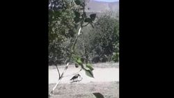 Erzincan'da yılan avlayan karga