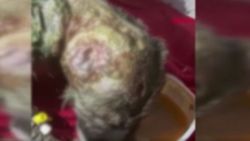 Diyarbakır’da yavru köpeğin kulağı kesildi
