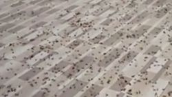 Binlerce uçan karınca Vietnamlı adamın evini işgal etti
