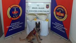 Bingöl'de 19 kilo esrar, 110 bin kök kenevir yakalandı