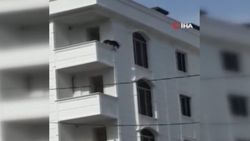 Sultangazi’de köpek çıkış yolunu bulamadı, balkondan atladı
