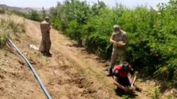 Adıyaman'da Hint keneviri operasyonu