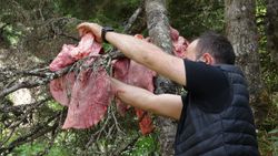 Trabzon'da köye inen ayılara ‘sakatat’ engeli