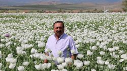 Afyonkarahisar'daki haşhaş çiçekleri açınca, ova beyaza büründü