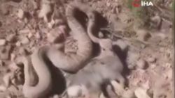 Hakkari'deki yılanın, tavşan avı