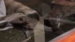 Güney Afrika'da sırtlanın antilop avı görüntülendi