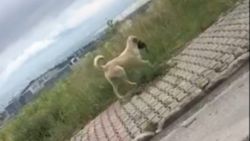 İzmit’te sokak köpeği çantayı kapıp, kaçtı