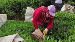 Giresun’da çay hasat etkinliği düzenlendi