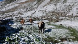 Rize’de yaylalar beyaza büründü