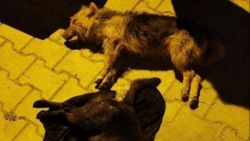 Hatay'da 5 köpek zehirlendi