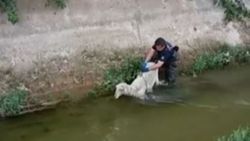Antalya'da kanala düşen koyunu itfaiye kurtardı