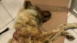 Samsun’da balta ile saldırıya uğrayan köpek, dereye atıldı