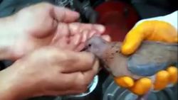 Osmaniye’de pencereye sıkışan kumruyu itfaiye ekipleri kurtardı