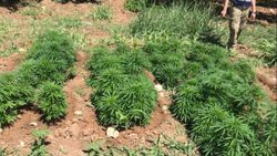 Malatya'daki operasyonda 31 bin 750 kök kenevir ele geçirildi