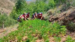 Elazığ'da tarlaya ekilen binlerce kenevire el konuldu